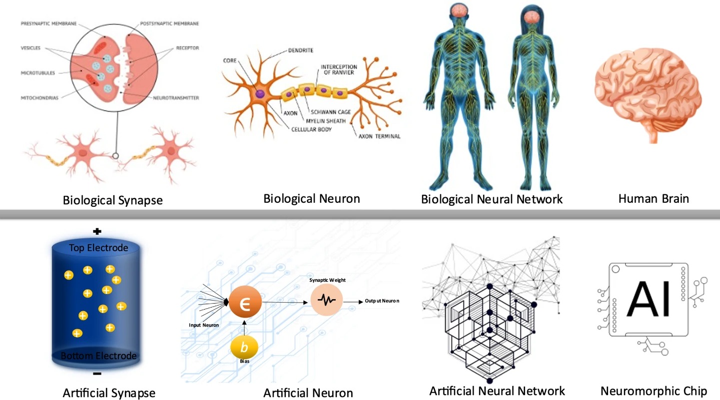 Neuromorphic AI Systems Survey